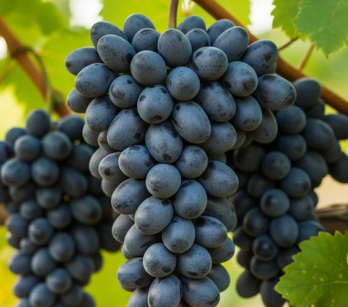 winorosl-winogrono-nadiezda-azos2-floravi.pl