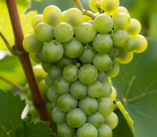 winorosl-winogrono-olimpia1-floravi.pl