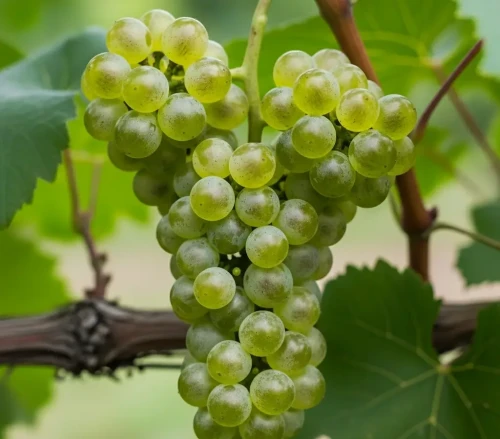 winorosl-winogrono-olimpia2-floravi.pl