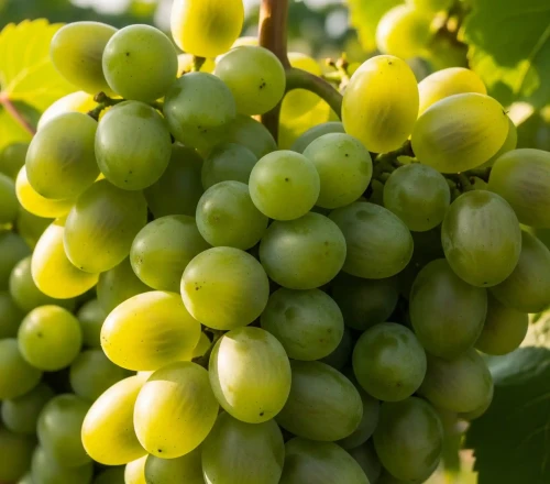 winorosl-winogrono-rusbol1-floravi.pl