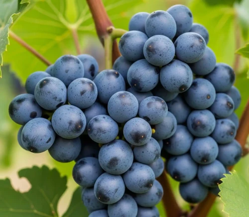 winorosl-winogrono-schuyler2-floravi.pl