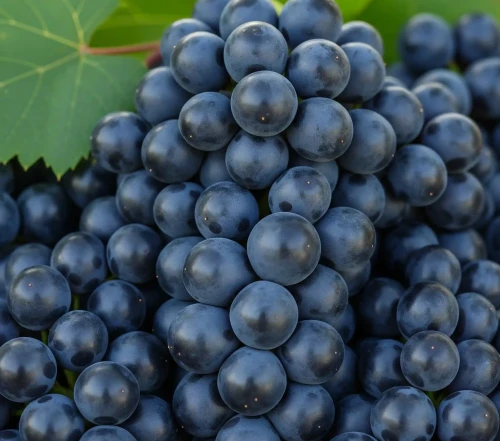 winorosl-winogrono-sfinks2-floravi.pl