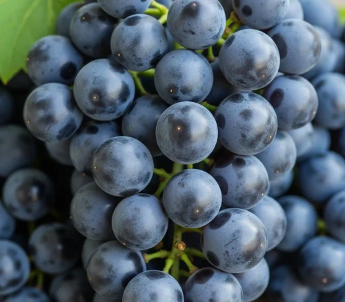 winorosl-winogrono-stella2-floravi.pl