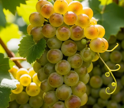 winorosl-winogrono-tigin2-floravi.pl