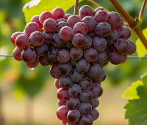 winorosl-winogrono-wiktoria1-floravi.pl