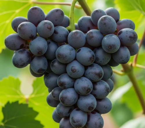 Winorosl-winogrono-zodiak2-floravi.pl