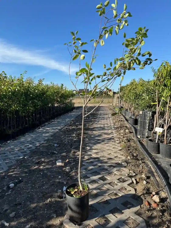 aronia-czarna3-na-pniu-floravi.pl