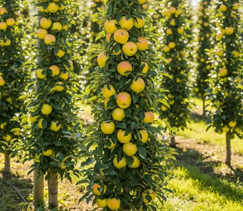 jablon-kolumnowa-golden-super1-floravi.pl