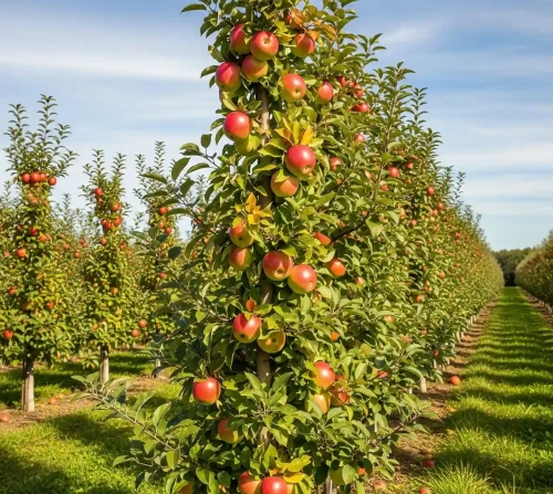 jablon-kolumnowa-star1-floravi.pl