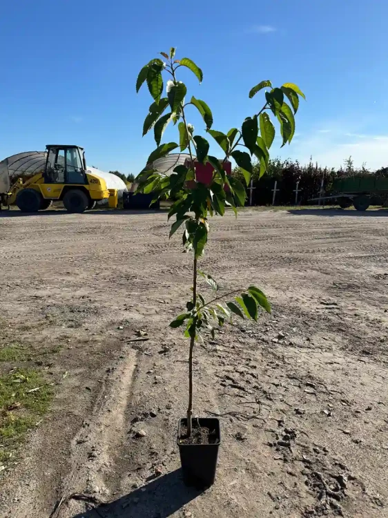 czeresnia-karlowa-drzewko-floravi.pl