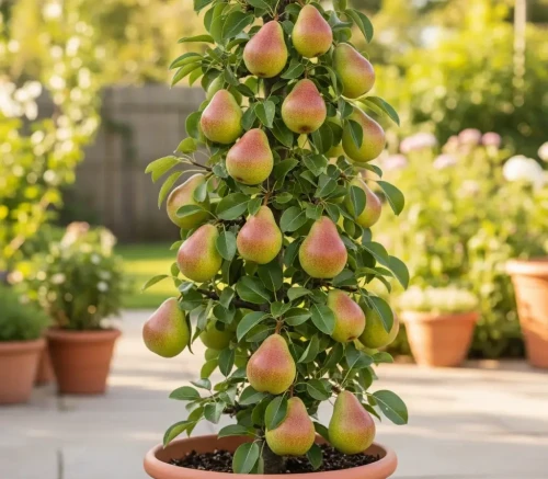 grusza-kolumnowa-decora1-floravi.pl