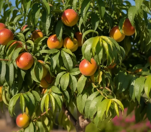 nektaryna-karlowa2-floravi.pl