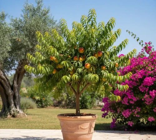 nektaryna-karlowa-nectarella1-floravi.pl