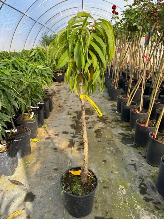 brzoskwinia-karlowa-floravi.pl