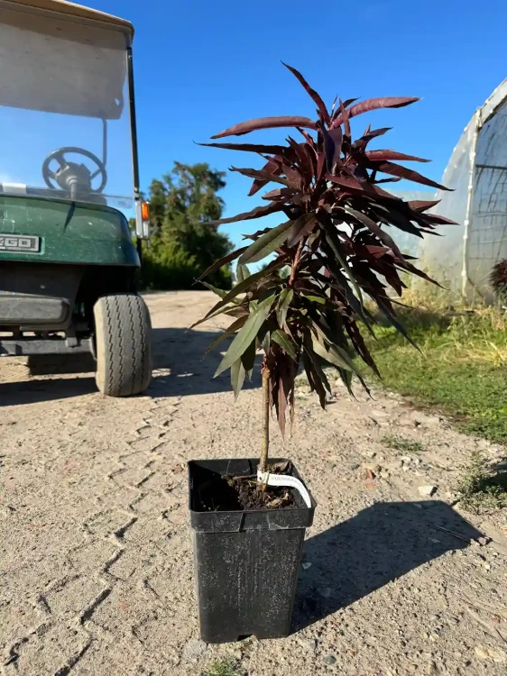 brzoskwinia-karlowa-drzewko-floravi.pl
