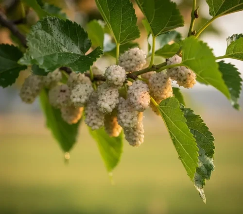 morwa-biala2-floravi.pl