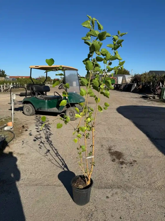 morwa-czarna-drzewko-floravi.pl