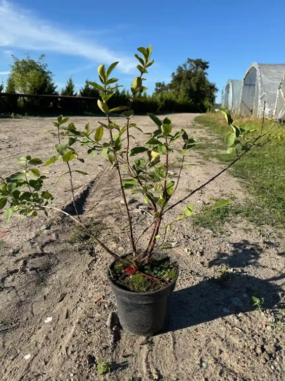 jagoda-kamczacka-krzew-floravi.pl