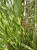 miskant-chinski-little-zebra2-floravi.pl