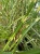 miskant-chinski-little-zebra4-floravi.pl