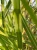 miskant-chinski-little-zebra3-floravi.pl