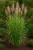 miskant-chinski-zebrinus1-floravi.pl
