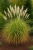 Miskant-chinski-grosse-fontane1-floravi.pl