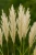 Miskant-chinski-grosse-fontane2-floravi.pl