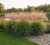 miskant-chinski-flamingo2-floravi.pl