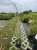miskant-chinski-flamingo3-floravi.pl