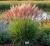 miskant-chinski-ferner-osten1-floravi.pl