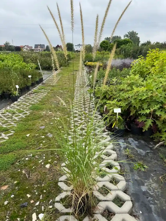 rozplenica-wschodnia-fairy-tails3-floravi.pl