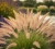 rozplenica-wschodnia-fairy-tails2-floravi.pl