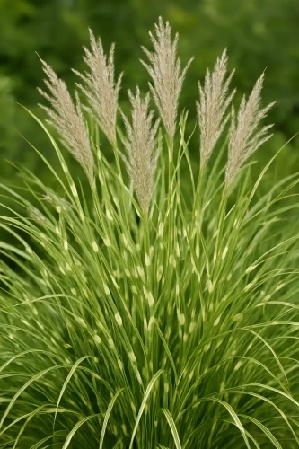miskant-chinski-little-zebra1-floravi.pl