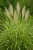 miskant-chinski-little-zebra1-floravi.pl