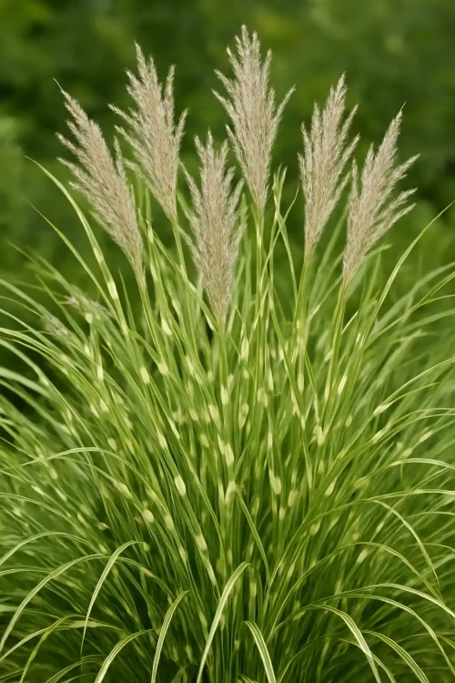 miskant-chinski-little-zebra1-floravi.pl