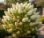 hortensja-bukietowa-grandiflora1-floravi.pl