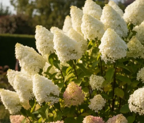 hortensja-bukietowa-grandiflora2-floravi.pl