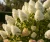 hortensja-bukietowa-grandiflora2-floravi.pl
