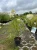 hortensja-bukietowa-candlelight3-floravi.pl