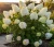 hortensja-bukietowa-candlelight2-floravi.pl