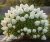 hortensja-bukietowa-phantom1-floravi.pl