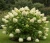 hortensja-bukietowa-phantom2-floravi.pl
