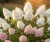 hortensja-bukietowa-pink-lady2-floravi.pl