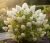 hortensja-bukietowa-magical-candle1-floravi.pl