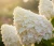 hortensja-bukietowa-magical-candle2-floravi.pl
