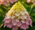 hortensja-bukietowa-sundae-fraise2-floravi.pl