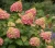 hortensja-bukietowa-vanille-fraise2-floravi.pl