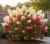 hortensja-bukietowa-fraise-melba1-floravi.pl