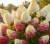 hortensja-bukietowa-fraise-melba2-floravi.pl